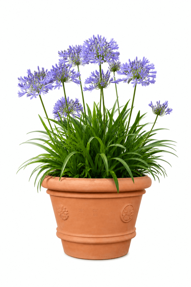 Pot rond en terre cuite d’Impruneta avec blasons